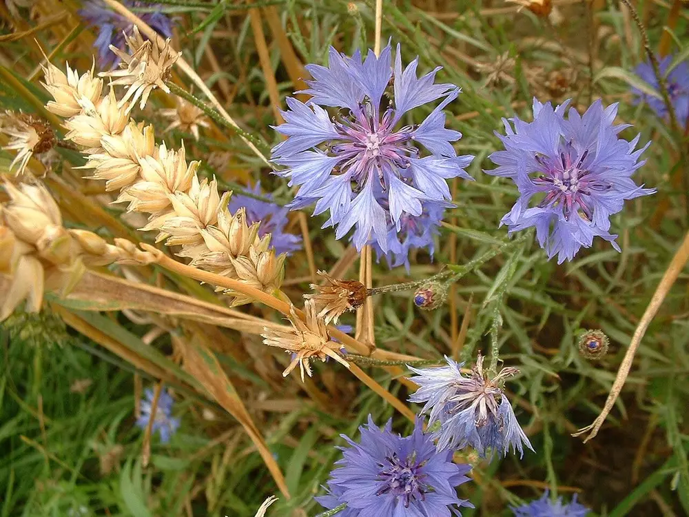 矢车菊