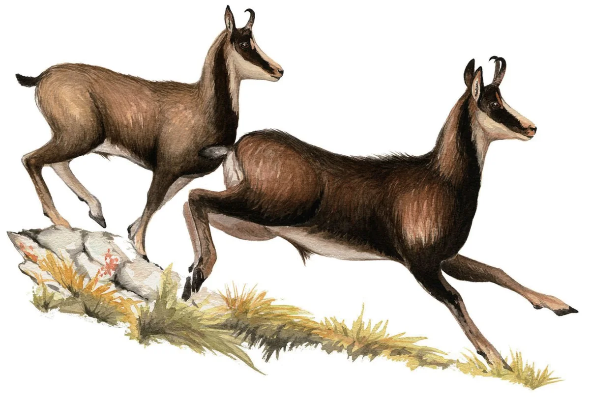 比利牛斯羚羊(Rupicapra pyrenaica)